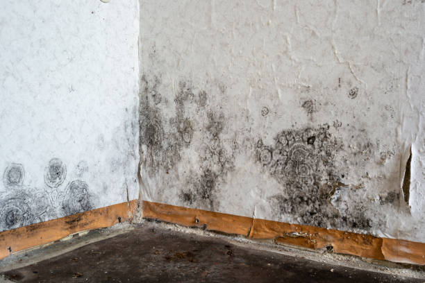 Mold Removal and Inspection in Rosedale, LA